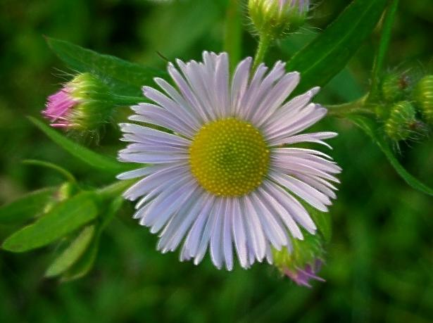 Erigeron annuus / Cspica annua
